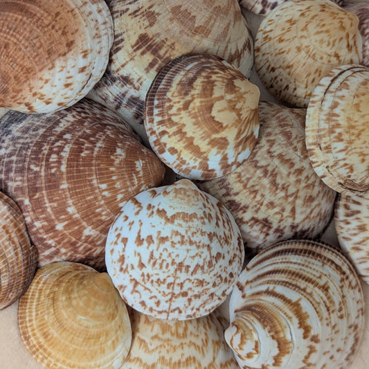Sofia - Amandes de Saint-Cast-le-Guildo