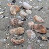 Charlotte - Berlingots de mer