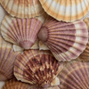 Hélène - Coquilles Saint-Jacques