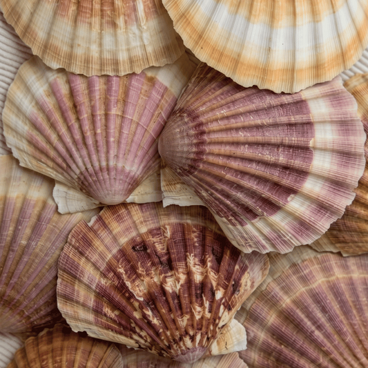 Hélène - Coquilles Saint-Jacques