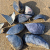 Camille - moules de Saint-Malo