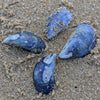 Carla - moules de Saint-Malo