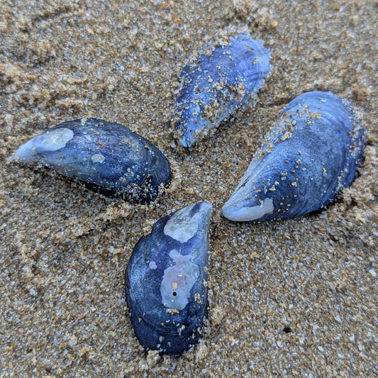 Carla - moules de Saint-Malo