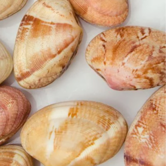 Erika en palourdes de Cancale