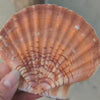 Charlotte - Coquilles Saint-Jacques
